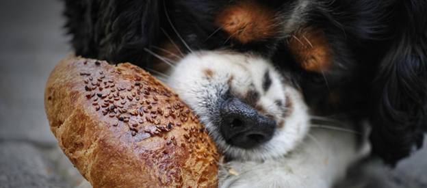 taste bread know bread