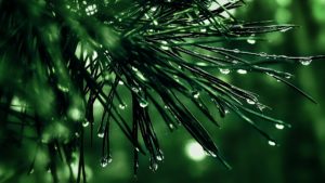 compassion truth green rain