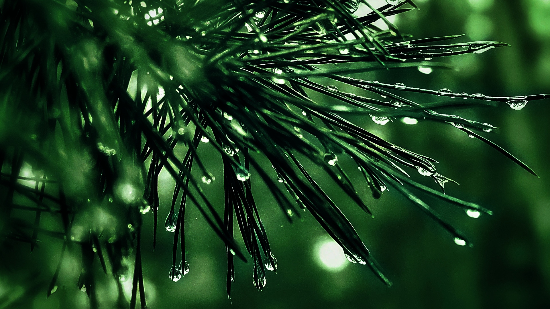 Ветка хвойного дерева. Еловый лес после дождя. Сосны кузбасса. Хвойный лес после дождя. Дождик на елку.